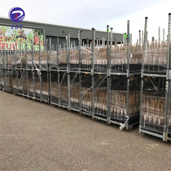 Rak Penghantaran Taska